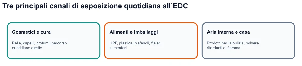 Infografica: tre canali di esposizione agli interferenti endocrini: cosmetici, alimenti e imballaggi ultraprocessati, ambiente interno.
